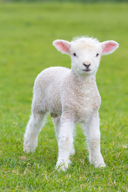 istock Small cute lamb gambolling in a meadow in a farm 687235554