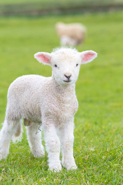 istock Small cute lamb gambolling in a meadow in a farm 687240076