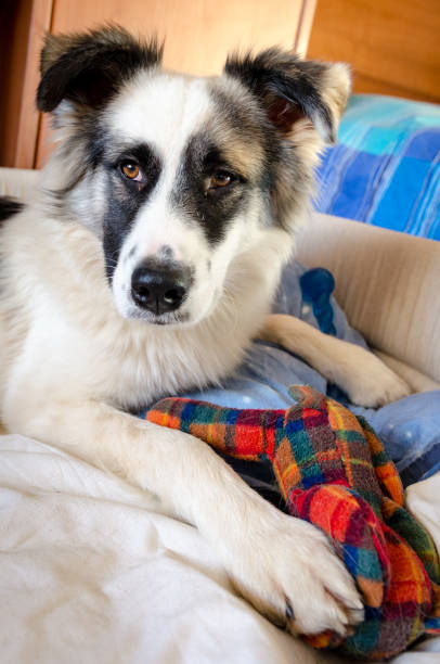 istock Playful black and white funny dog 687243622