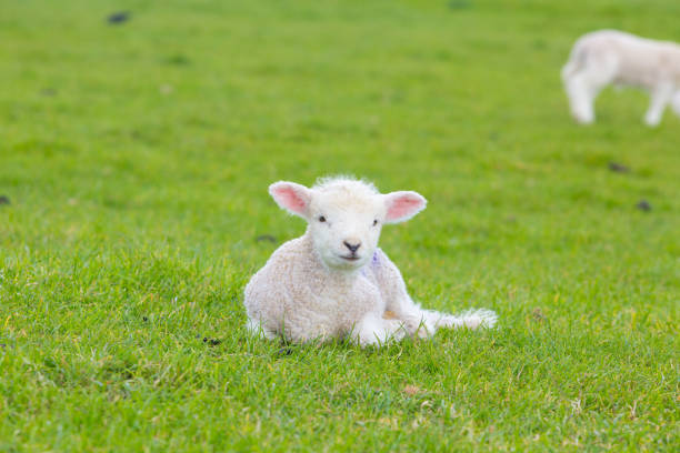 istock Small cute lamb gambolling in a meadow in a farm 687244872