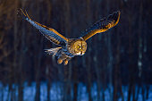 Great gray owl, strix nebulosa, rare bird in flight