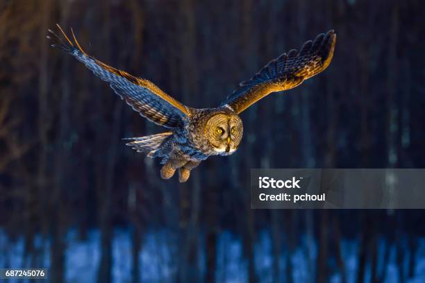 Great Gray Owl Strix Nebulosa Rare Bird In Flight Stock Photo - Download Image Now
