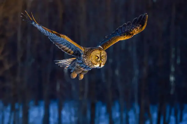 Great gray owl, strix nebulosa, flying in the morning light. Rare bird of prey.