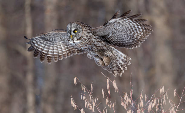 istock Great gray owl, strix nebulosa, rare bird in flight 687245116