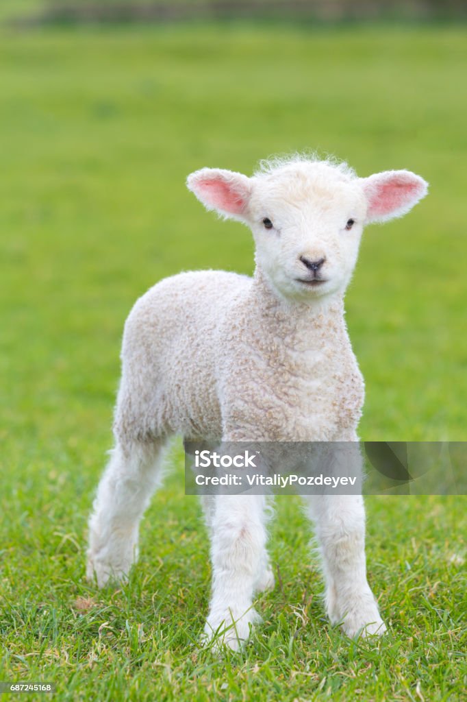 Petit agneau mignon dévalant dans une prairie dans une ferme - Photo de Agneau - Animal libre de droits