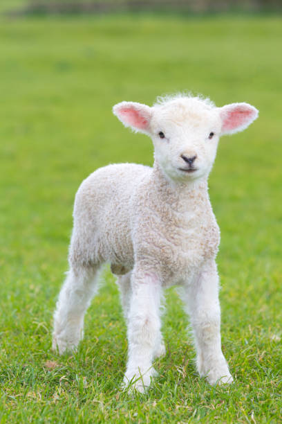 농장에 있는 초원에 gambolling 작은 귀여운 어린 양 - sheep grazing vertical photography 뉴스 사진 이미지