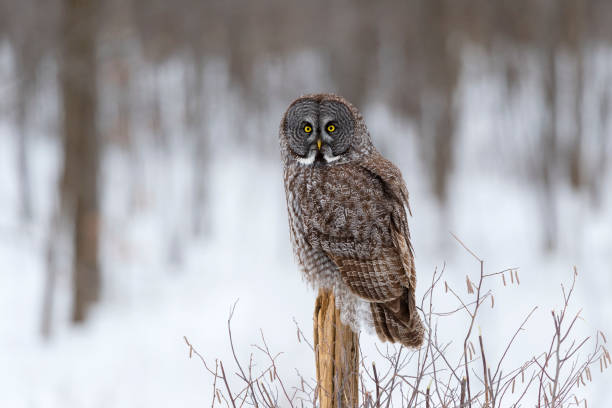 istock Great gray owl, strix nebulosa, rare bird, perching 687245428
