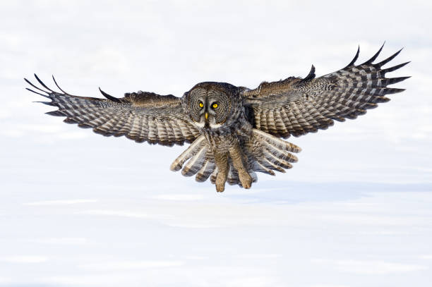 istock Great gray owl, strix nebulosa, rare bird in flight 687245946