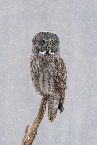 istock Great gray owl, strix nebulosa, rare bird. perching in snowfall 687247978