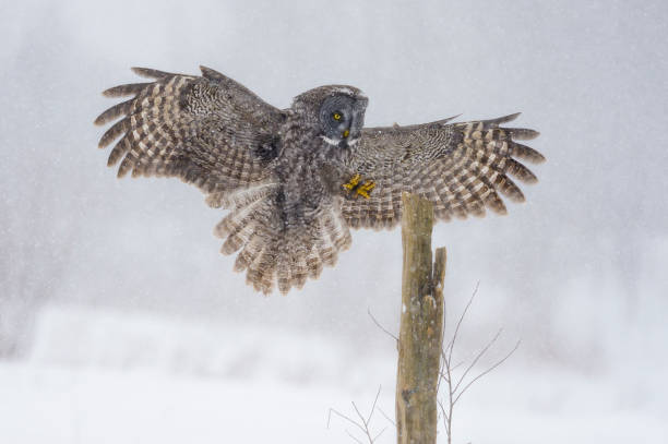 istock Great gray owl, strix nebulosa, rare bird in flight, landing on post during blizzard 687249624