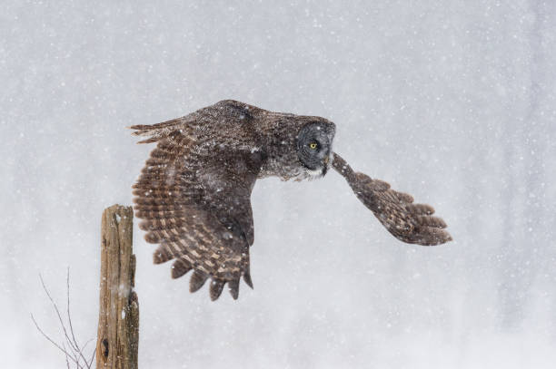 istock Great gray owl, strix nebulosa, rare bird in flight, taking off from post in blizzard 687249816