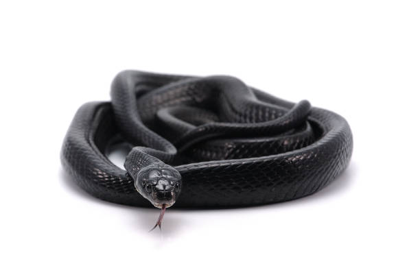 istock Black Mangrove Snake isolated on white background 687249858