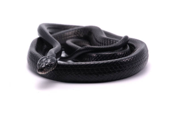 istock Black Mangrove Snake isolated on white background 687249860
