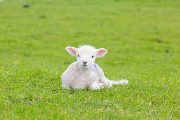 istock Small cute lamb gambolling in a meadow in a farm 687249962