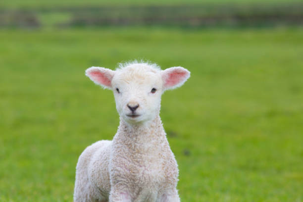istock Small cute lamb gambolling in a meadow in a farm 687250680