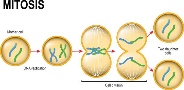 illustrations, cliparts, dessins animés et icônes de mitose. division cellulaire - mitosis