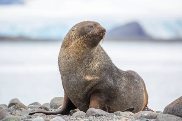 istock Antarctica: Fur Seal on Penguin Island 687254526