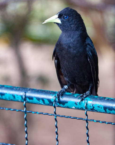 istock Guaxe (Cacicus haemorrhous) - Birds of Brazil 687254562