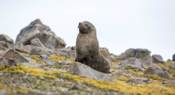 istock Antarctica: Fur Seal on Penguin Island 687254966