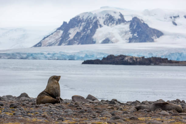 istock Antarctica: Fur Seal on Penguin Island 687255014