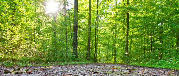 green forest - silviculture imagens e fotografias de stock