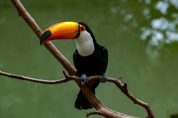 istock Toucan-Toco - Birds of Brazil 687258592