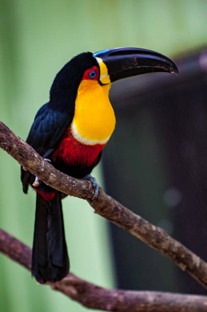 istock Black-billed Toucan - Birds of Brazil 687258608