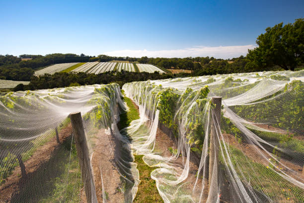 Mornington Peninsula Vines Vines of wine grapes under netting towards end of season in the Mornington Peninsula, Victoria, Australia mornington peninsula photos stock pictures, royalty-free photos & images