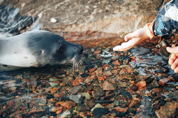 Seal eating fish
