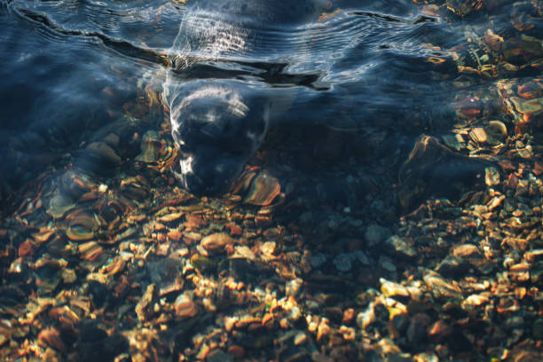 istock Young Greenland Harp Seal 687265102