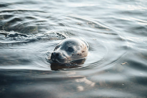 istock Young Greenland Harp Seal 687268542