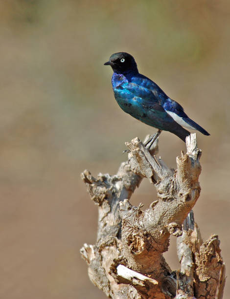 bleu choucador à oreilles plus - greater blue eared glossy starling photos et images de collection