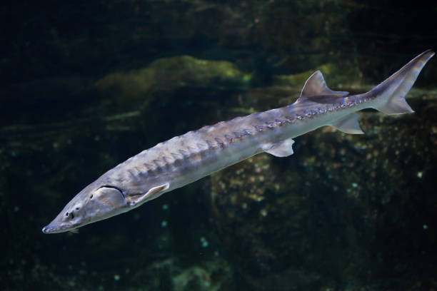 istock European sea sturgeon (Acipenser sturio) 687278252