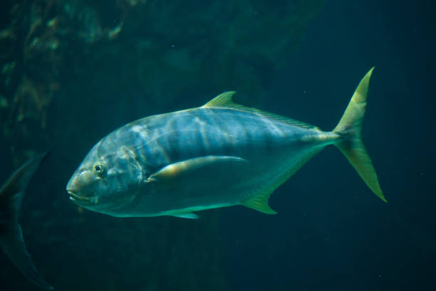 istock Golden trevally (Gnathanodon speciosus). 687280810