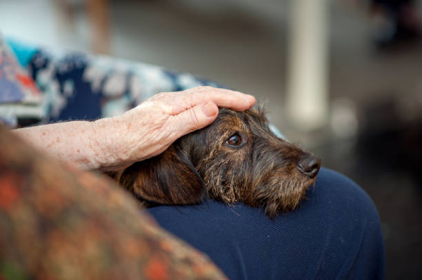 femme senior dans la communauté de retraite profitez de la visite de son chien - senior adult dog nursing home pets photos et images de collection