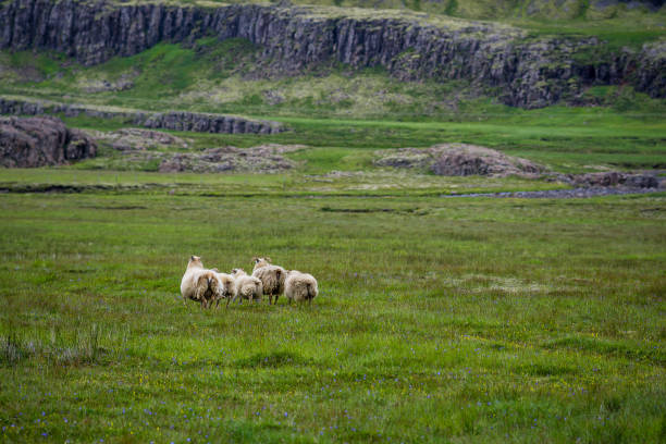 istock Sheeps in the wilderness of Iceland 687292832
