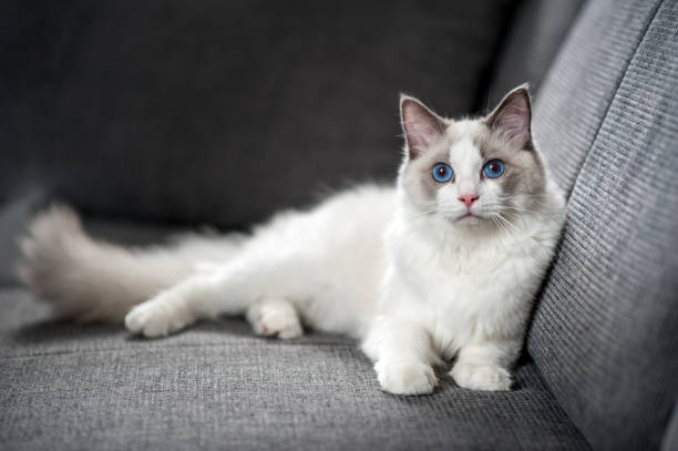 Ragdoll Cat Ragdoll Cat Laying Down, Staring Towards Camera ragdoll cat stock pictures, royalty-free photos & images