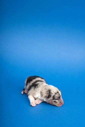 Newborn Shetland Sheepdog Puppy