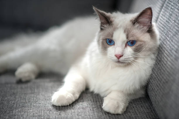 Ragdoll Cat Ragdoll Cat Laying Down, Looking Uninterested ragdoll cat stock pictures, royalty-free photos & images