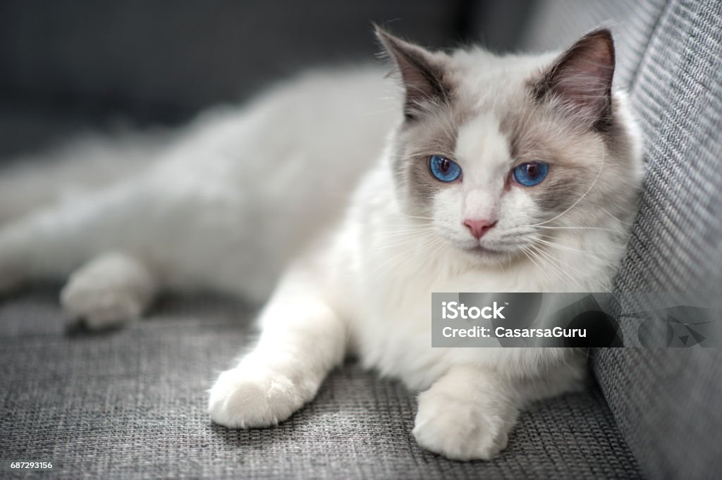 Ragdoll katt - Royaltyfri Ragdoll-katt Bildbanksbilder