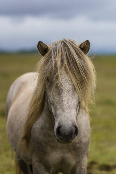 istock Horses in the wilderness of iceland 687293848