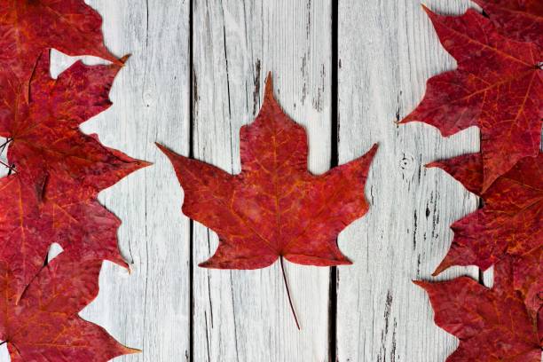 drapeau canadien des feuilles d’érable rouge au-dessus du bois blanc altéré - canadian culture leaf symbol nature photos et images de collection