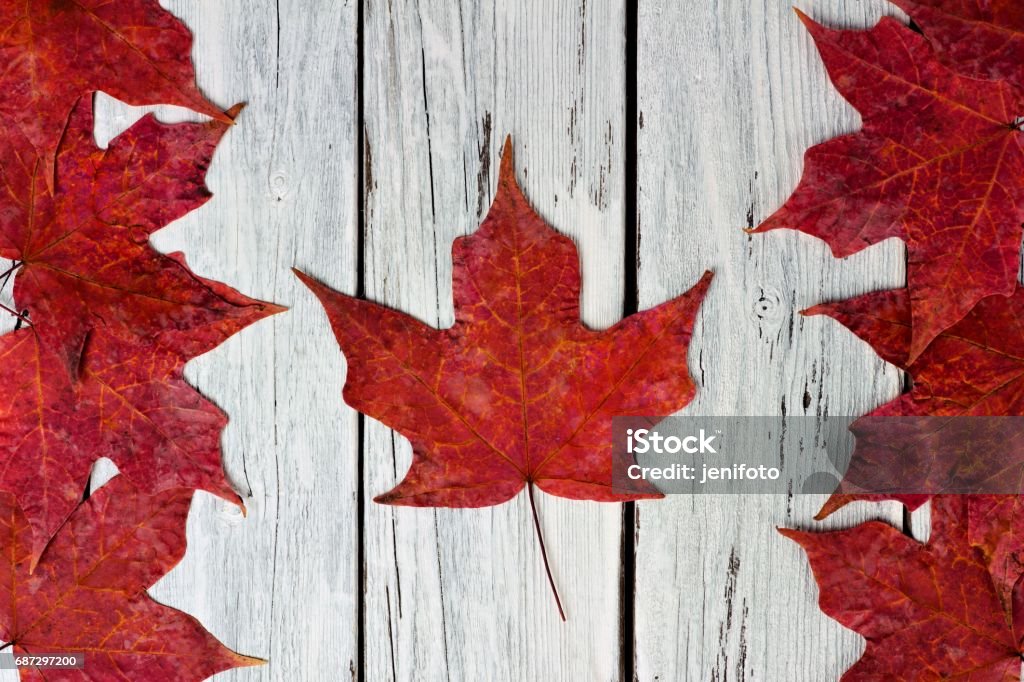 Canadian flag of red maple leaves over weathered white wood Canadian flag made of red maple leaves over a weathered white wood background Canada Day Stock Photo