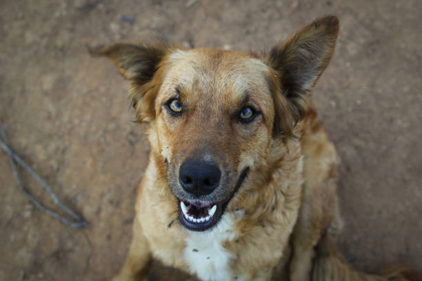 istock Turner, the Lovely Dog 687298040