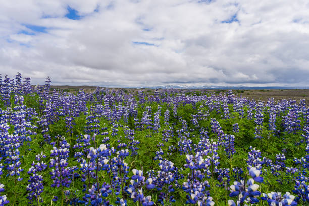 istock Landscapes of Iceland 687308998