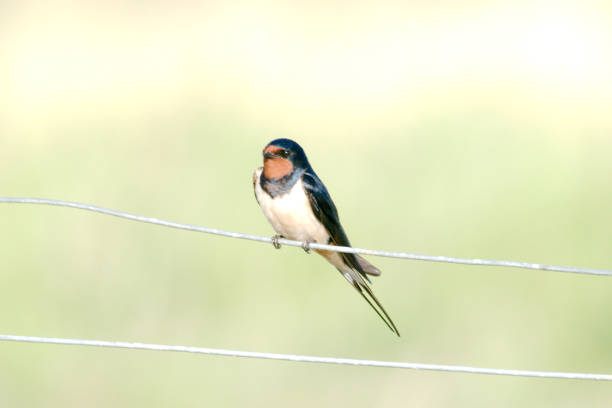 istock cute vibrant swallow bird close up perching 687309156