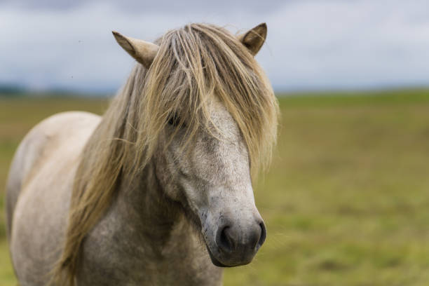 istock Horses in the wilderness of iceland 687309536