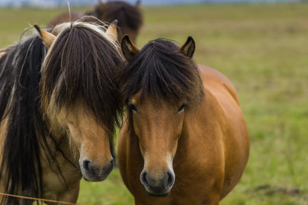 istock Horses in the wilderness of iceland 687309640