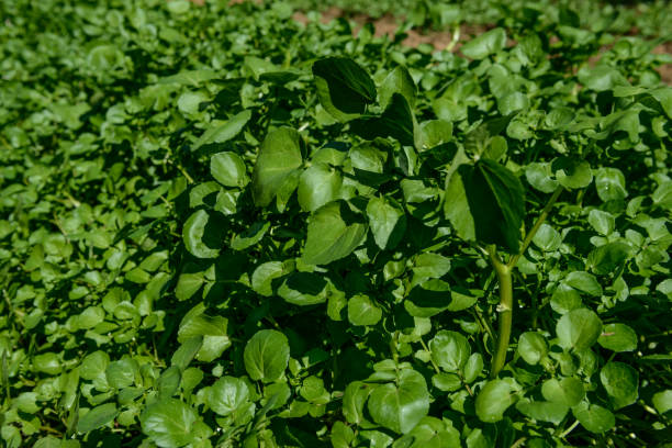 istock Watercress Garden 687312526