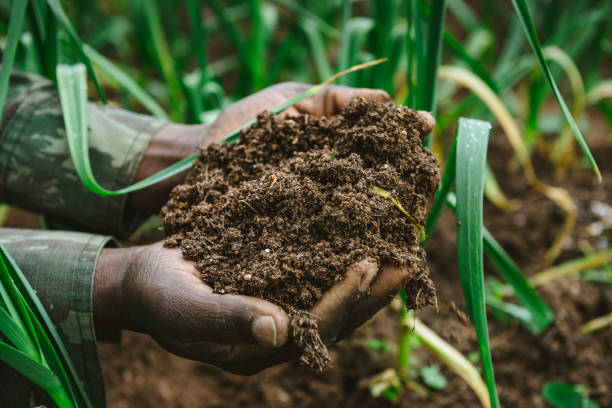 istock Hand holding fertile soil, Garlic garden 687312542